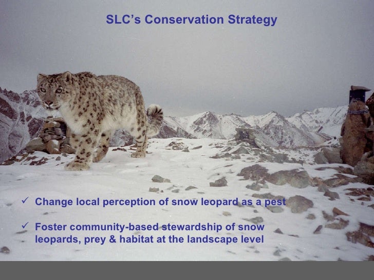 conservation of the snow leopard essay The indian leopard is one of the big cats occurring on the indian subcontinent, apart from the asiatic lion, bengal tiger, snow leopard and clouded leopard. conservation of the snow leopard essay The indian leopard is one of the big cats occurring on the indian subcontinent, apart from the asiatic lion, bengal tiger, snow leopard and clouded leopard.