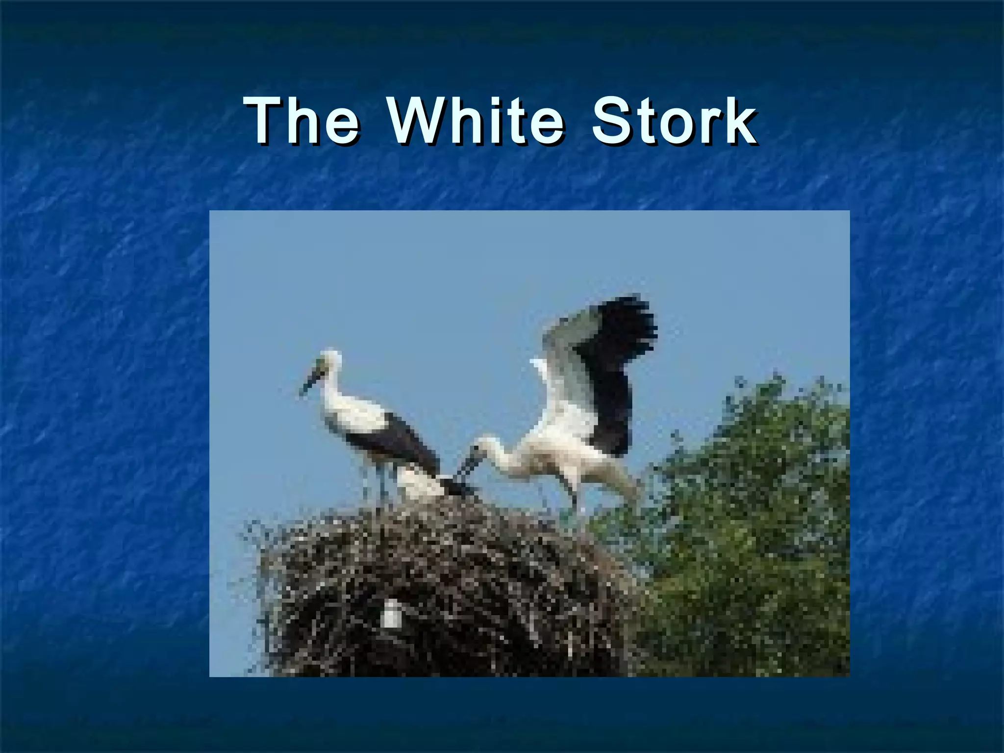 The White StorkThe White Stork