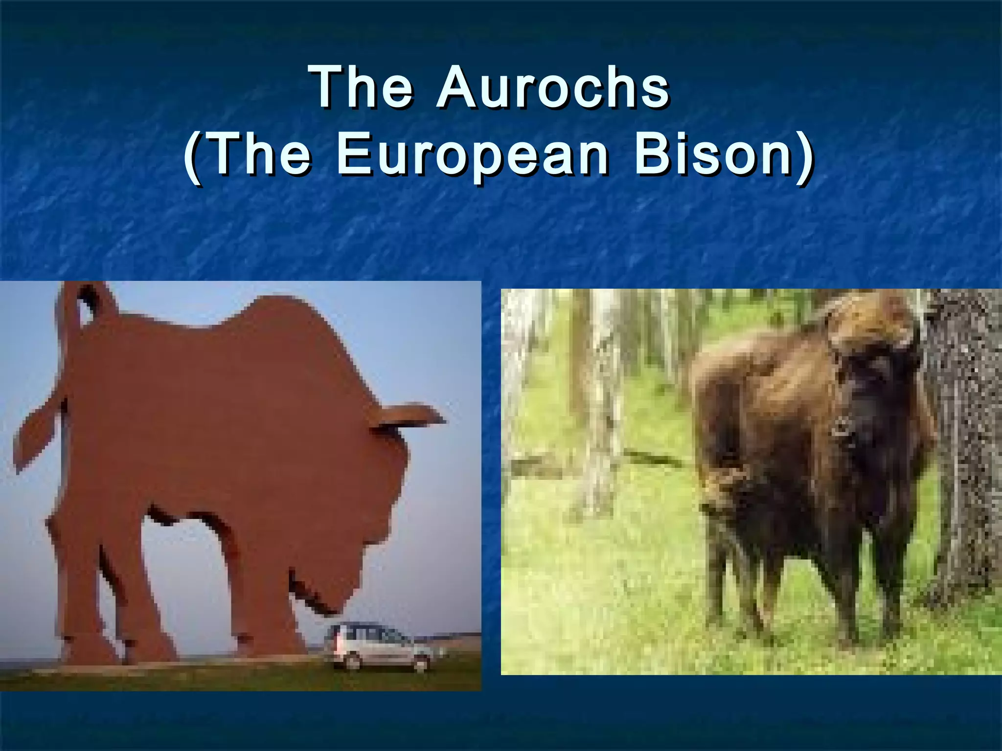 The AurochsThe Aurochs
(The European Bison)(The European Bison)