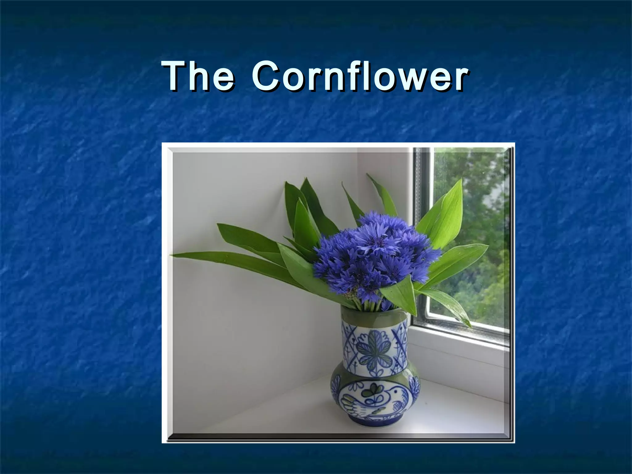 The CornflowerThe Cornflower
