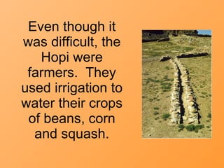 Even though it was difficult, the Hopi were farmers.  They used irrigation to water their crops of beans, corn and squash. 