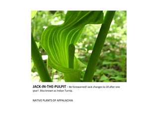 JACK-IN-THE-PULPIT  – Be forewarned! Jack changes to Jill after one year!  Also known as Indian Turnip. ,[object Object]