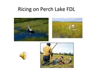 Ricing on Perch Lake FDL
 
