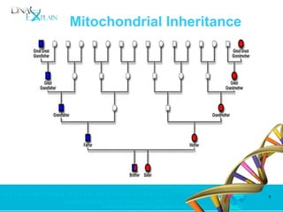 Native American Mitochondrial Haplogroup Discoveries | PPT
