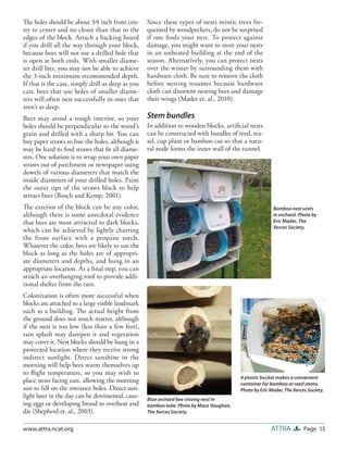 The holes should be about 3⁄4 inch from cen-       Since these types of nests mimic trees fre-
ter to center and no closer than that to the       quented by woodpeckers, do not be surprised
edges of the block. Attach a backing board         if one ﬁnds your nest. To protect against
if you drill all the way through your block,       damage, you might want to store your nests
because bees will not use a drilled hole that      in an unheated building at the end of the
is open at both ends. With smaller diame-          season. Alternatively, you can protect nests
ter drill bits, you may not be able to achieve     over the winter by surrounding them with
the 3-inch minimum recommended depth.              hardware cloth. Be sure to remove the cloth
If that is the case, simply drill as deep as you   before nesting resumes because hardware
can; bees that use holes of smaller diame-         cloth can disorient nesting bees and damage
ters will often nest successfully in ones that     their wings (Mader et. al., 2010).
aren’t as deep.
Bees may avoid a rough interior, so your           Stem bundles
holes should be perpendicular to the wood’s        In addition to wooden blocks, artiﬁcial nests
grain and drilled with a sharp bit. You can        can be constructed with bundles of reed, tea-
buy paper straws to line the holes, although it    sel, cup plant or bamboo cut so that a natu-
may be hard to ﬁnd straws that ﬁt all diame-       ral node forms the inner wall of the tunnel.
ters. One solution is to wrap your own paper
straws out of parchment or newspaper using
dowels of various diameters that match the
inside diameters of your drilled holes. Paint
the outer tips of the straws black to help
attract bees (Bosch and Kemp, 2001).
The exterior of the block can be any color,                                                             Bamboo nest units
although there is some anecdotal evidence                                                               in orchard. Photo by
that bees are most attracted to dark blocks,                                                            Eric Mader, The
                                                                                                        Xerces Society.
which can be achieved by lightly charring
the front surface with a propane torch.
Whatever the color, bees are likely to use the
block as long as the holes are of appropri-
ate diameters and depths, and hung in an
appropriate location. As a ﬁnal step, you can
attach an overhanging roof to provide addi-
tional shelter from the rain.
Colonization is often more successful when
blocks are attached to a large visible landmark
such as a building. The actual height from
the ground does not much matter, although
if the nest is too low (less than a few feet),
rain splash may dampen it and vegetation
may cover it. Nest blocks should be hung in a
protected location where they receive strong
indirect sunlight. Direct sunshine in the
morning will help bees warm themselves up
to ﬂight temperature, so you may wish to
                                                                                         A plastic bucket makes a convenient
place nests facing east, allowing the morning                                            container for bamboo or reed stems.
sun to fall on the entrance holes. Direct sun-                                           Photo by Eric Mader, The Xerces Society.
light later in the day can be detrimental, caus-   Blue orchard bee closing nest in
ing eggs or developing brood to overheat and       bamboo tube. Photo by Mace Vaughan,
die (Shepherd et. al., 2003).                      The Xerces Society.


www.attra.ncat.org                                                                                     ATTRA           Page 13
 