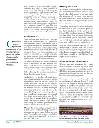 Cut each stem below the nodes (usually            Nesting materials
                        indicated by a ridge) to create a handful of
                                                                          In addition to nesting holes, diﬀerent spe-
                        tubes, each with one open end. Strap the
                        tubes together into a tight bundle with wire,     cies need diﬀerent materials to build their
                        string or tape, making certain that the closed    brood cells, which consist of intricate walls
                        ends of the stems are all at the same end of      that partition oﬀ the tunnel into a series
                        the bundle. A variation on this is to tightly     of separate chambers. These partitions seal
                        pack the stems – open ends out – into a tin       the nest entrances and protect the brood
                        can, paper milk carton, square plastic buck-      from predators.
                        ets or short section of PVC pipe. The bun-
                                                                          Depending on the species, these walls may
                        dles should be placed in a sheltered location
                                                                          be constructed of mud, plant resins, pieces of
                        (such as the side of a barn or garden shed)
                        with the stems horizontal to the ground.          leaf, ﬂower petals, ﬁne pebbles and even cel-
                                                                          lophane-like glandular secretions (O’Toole
                                                                          and Raw, 1999). It is likely that these mate-
                        Adobe blocks                                      rials are already present in your area, but if
                        Some solitary bees nest in cracks or cavi-        you provide a diversity of native plants and


C
          halkbrood     ties in soft sandstone and dry exposed soil       some mud puddles, you can guarantee it.
          spores        embankments. Some of these species, such as
                        Anthophora abrupta and Anthophora urbana,         Keep in mind that bees may not fill the
          germinate
                        will excavate tunnels in cliﬀ sides by wetting    entire length of a tunnel with cells, or they
inside the gut of the   the hard soil surface with water or nectar to     may die before an entire length of a cavity is
developing larva,       soften it. These two species are important        ﬁlled. For these reasons it can be diﬃcult to
producing hyphae        visitors of some fruit and vegetable crops and    tell if a nest tunnel is occupied by just look-
that eventually
                        are quite common in the southeastern and          ing for sealed entrances.
                        southwestern United States, respectively.
penetrate the
gut wall, killing       To attract these species, adobe bricks can        Maintenance of tunnel-nests
                        serve as the equivalent of a wooden nest          Whether your nests are wooden blocks, twig
the larva.              block. Such bricks can sometimes be pur-
                                                                          bundles or other materials, nests will need
                        chased, in which case you can increase their
                        attractiveness to bees by drilling nesting        routine management in order to be sustain-
                        holes following the size recommendations          able. Nests also need regular replacement to
                        listed above for wood blocks.                     prevent the build-up of parasites and diseases
                                                                          that aﬀect the developing brood.
                        Adobe blocks can also be easily made where
                        clay soils are common. To create one, half-ﬁll    The hardest of these to control is chalkbrood
                        a large bucket with clay soil, and then ﬁll the   (Ascosphaera spp.), a fungal disease. Several
                        bucket with water. Stir the mixture together      species of the fungi exist among tunnel-nest-
                        to create a muddy slurry and allow it to set-     ing bees, all of which are diﬀerent from the
                        tle. Remove any sticks or debris ﬂoating on       chalkbrood disease that attacks honey bees.
                        the surface and slowly pour oﬀ most of the        Bee larvae become infested with disease
                        water. Finally, pour the remaining sediment       spores through contaminated pollen, either
                        into a mold (such as a wooden box or small        collected from a ﬂower by the mother bee
                        Styrofoam cooler), and allow it to dry for        or accidentally spread when the mother bee
                        several days or weeks. Before it completely       emerges from a contaminated nest cavity
                        dries, you can make several 1-inch indenta-
                                                                          (Mader et. al., 2010).
                        tions, using the diameter guidelines above,
                        to make it more attractive to bees.
                        Mount the brick, either singularly or in
                        a stack. Adobe will not hold up well in wet
                        climates and many need sheltering from
                        rain. You might want to supply a shallow
                        water source near your bricks to help bees        Inside of bamboo stem showing clean, healthy
                        excavate their nests.                             cocoons. Photo by Eric Mader, The Xerces Society.

Page 14      ATTRA                                                                    Alternative Pollinators: Native Bees
 