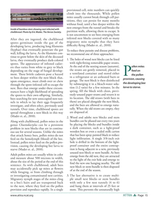 provisioned cell, mite numbers can quickly
                                                       climb into the thousands. While pollen
                                                       mites usually cannot break through cell par-
                                                       titions, they can persist for many months
                                                       without food, until a bee deeper within the
Inside of bamboo stem showing nest infected with
                                                       nest emerges from the tunnel and breaks the
chalkbrood. Photo by Eric Mader, The Xerces Society.   partition walls, allowing them to escape. It
                                                       is not uncommon to see bees emerging from
After they are ingested, the chalkbrood                infested nest blocks covered with so many
spores germinate inside the gut of the                 migratory mite nymphs that they have
developing larva, producing long ﬁlaments              diﬃculty ﬂying (Mader et. al., 2010).
(hyphae) that eventually penetrate the gut             To reduce these parasite and disease problems,
wall, killing the larva. As the ﬁlaments con-          we recommend one of three approaches:
tinue to grow below the skin of the deceased
larva, they eventually produce dark-colored            1. The holes of wood nest blocks can be lined
spores. The appearance of infested cadav-                 with tight-ﬁtting removable paper straws.


                                                                                                         P
ers thus varies from white to grey to black               At the end of the nesting season (autumn),             ollen mites
depending on the stage of fungal develop-                 the straws are gently removed, placed in               feed on
ment. These brittle cadavers pose a hazard                a ventilated container and stored either               the pollen
to bees deeper within the nest block that,                in a refrigerator or an unheated barn or
                                                                                                         provision, causing
upon emergence, must climb over or chew                   garage. The nest block is then disinfected
                                                          by submerging it in a bleach-water solu-       the developing bee
through the spore-infested cell to escape the
nest. Bees that emerge under these circum-                tion (1:2 ratio) for a few minutes. In the     larva to starve.
stances have a high likelihood of spreading               spring, ﬁ ll the block with clean, previ-
the spores to their own oﬀspring. Similarly,              ously unused paper straws and return it to
bees searching for new unoccupied nest tun-               its location. The old straws (with bees in
nels in which to lay their eggs frequently                them) are placed alongside the nest block,
investigate, and often select, previously used            and the bees are allowed to emerge natu-
tunnels. Over time, chalkbrood spores are                 rally. When the old straws are empty, they
spread throughout a nest block in this way                are disposed of.
(Mader et. al., 2010).                                 2. Wood and adobe nest blocks and stem
Along with chalkbrood, pollen mites in the                bundles can be phased out every two years
genus Chaetodactylus can be a persistent                  by placing the blocks and bundles inside
problem in nest blocks that are in continu-               a dark container, such as a light-proof
ous use for several seasons. Unlike the mites             wooden box or even a sealed milk carton
that attack honey bees, pollen mites do not               that has been spray painted black to reduce
feed on the hemolymph (blood) of the bee.                 light inﬁltration. A single 3/8-inch exit
Instead, pollen mites feed on the pollen pro-             hole is drilled in the bottom of the light-
vision, causing the developing bee larva to               proof container and the entire contrap-
starve (Mader et. al., 2010).                             tion is hung adjacent to a new, previously
                                                          unused nest block or stem bundle. As bees
Adult pollen mites are usually white in color             emerge from the old nest, they are attracted
and measure about 500 microns in width,
                                                          to the light of the exit hole and emerge to
about the size of the period at the end of this
                                                          ﬁnd the new one hanging nearby. The old
sentence. As with chalkbrood, adult bees
                                                          nest block or stem bundle is then disposed
may accidentally pick up mites at ﬂowers
                                                          of at the end of the season.
while foraging, or from climbing through
or investigating contaminated nest cavities.           3. The last alternative is to create multi-
Migratory nymph stages of the mites cling                 ple small nest blocks or stem bundles
to a bee’s hairs and are transported back                 with only a few nest tunnels (4 to 6)
to the nest, where they feed on the pollen                and hang them at intervals of 25 feet or
provision and reproduce rapidly. In a single              more. This prevents the unnaturally high
www.attra.ncat.org                                                                                       ATTRA       Page 15
 