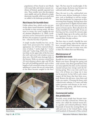 populations of bees found at nest blocks       legs). The box must be weathertight; if the
                             with many holes and mimics natural con-        nest gets damp, the larvae may become too
                             ditions of limited, spatially separated nest   cold and mold and fungus will grow.
                             sites. These smaller nests also decompose
                                                                            Place the nest in a dry, undisturbed area
                             more rapidly and can be allowed to simply
                             deteriorate naturally, while new small nests   that has some obvious landmarks (a fence
                             are added to the landscape periodically.       post, rock or building) to aid bee naviga-
                                                                            tion; these landmarks are important to bees
                                                                            returning from foraging. Nesting boxes that
                           Nest boxes for bumble bees                       are at ground level or slightly buried (either
                           Unlike solitary bees, which can be very par-     with soil or straw) are the most attractive to
                           ticular about tunnel diameters, bumble bees      queens of many species. Boxes placed on the
                           are ﬂexible in their nesting needs. All they     surface should be level and stable. If you are
                           want is a warm, dry cavity, roughly the size     burying your box, extend the entrance pipe
                           of a shoebox (Shepherd et. al., 2003). Artiﬁ-    so it gently slopes up to the surface and clear
                           cial nests can be constructed to attract bum-    the vegetation from an area a few inches
                           ble bees, but occupancy is typically extremely   around where the pipe surfaces.
                           low – often far less than 25 percent.
                                                                            The best time to install a bumble bee nest
                           A simple wooden bumble bee box can be            box is in early spring, when the ﬁrst queens
                           made from preservative-free lumber. An           have emerged from hibernation and are
                           appropriate size will have internal dimen-       searching for a nest site; in many areas, this
                           sions of about 7 inches high by 7 inches         is when the willows ﬁrst start blooming.
                           wide and 7 inches long. Drill a few ventila-
                           tion holes on the upper sides of the box (near
                           the roof) and cover with window screen to        Maintenance of
                           deter ants. Also drill some drainage holes in    bumble bee nests
                           the bottom. Make an entrance tunnel from         Bumble bee nests require little maintenance.
                           3⁄4-inch diameter plastic pipe and ﬁ ll the      Watch your boxes through the spring and
                           box with soft bedding material, such as short    early summer. Any above-ground boxes that
                           lengths of soft unraveled string, dry straw or   are unoccupied by late July can be removed,
                           upholsterer’s cotton (do not use cotton balls,   cleaned and put into storage until the fol-
                           as the ﬁbers become tangled in the bees’         lowing spring. This is not vital, and if you
                                                                            have a lot of boxes on a large site it may
                                                                            not be practical. In late fall or early winter
                                                                            inspect all the boxes that have been occu-
                                                                            pied. Remove the old nests, clean them and
                                                                            make any repairs. Cleaning the boxes with
                                                                            a bleach-water solution (1:2 ratio) will help
                                                                            reduce parasites and diseases in the nests.
                                                                            The following spring, add fresh nesting
                                                                            material to all the boxes.

                                                                            Commercial native
                                                                            bee production
                                                                            Recently, many people have become inter-
                                                                            ested in the blue orchard bee (Osmia lig-
                                                                            naria), also called the orchard mason bee,
                                                                            as a garden and orchard pollinator. Many
                                                                            thousands of mason bee nesting blocks are
Bumble bee nest box showing construction. Photo by Matthew Shepherd, The    sold each year in the United States, along
Xerces Society.                                                             with hundreds of thousands of blue orchard
Page 16       ATTRA                                                                   Alternative Pollinators: Native Bees
 