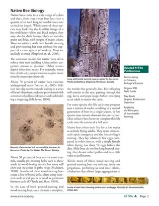 Native Bee Biology
Native bees come in a wide range of colors
and sizes, from tiny sweat bees less than a
quarter of an inch long to bumble bees over
an inch in length. While some of these spe-
cies may look like the familiar image of a
bee with hairy yellow and black stripes, they
may also be dark brown, black or metallic
green and blue, with stripes of many colors.
Most are solitary, with each female creating
and provisioning her nest without the sup-
port of a caste system of workers. Most are
unlikely to sting (Shepherd et. al., 2003).
The common names for native bees often
reﬂect their nest building habits: miner, car-
penter, mason or plasterer. Other names
                                                                                                             Related ATTRA
depict behavioral traits. For example, sweat                                                                 Publications
bees drink salty perspiration to acquire nutri-
tionally important minerals.                                                                                 Farmscaping
                                                      Snag with beetle tunnels now occupied for bee nests.
                                                                                                             to Enhance
About 70 percent of native bees excavate              Photo by Matthew Shepherd, The Xerces Society.
                                                                                                             Biological Control
underground nests (Potts et. al., 2005). Soli-
tary bees dig narrow tunnels leading to a series      the mother bee generally dies. Her oﬀspring            Organic IPM
of brood chambers, each one provisioned with          will remain in the nest, passing through the           Field Guide
a mixture of pollen and nectar and each hold-         egg, larva and pupa stages before emerging             Tree Fruits
ing a single egg (Michener, 2000).                    as an adult to renew the cycle.                        Organic Production
                                                                                                             Overview
                                                      For some species this life cycle may progress
                                                      over a matter of weeks, resulting in a second          Applying
                                                                                                             the Principles
                                                      generation of bees in a single season. A few
                                                                                                             of Sustainable
                                                      species may remain dormant for over a year.            Farming
                                                      Most solitary bees however complete this life
                                                      cycle over the course of a full year.
                                                      Native bees often only live for a few weeks
                                                      as actively ﬂying adults. They mate immedi-
                                                      ately upon emergence and the females begin
                                                      nesting. They lay relatively few eggs com-
                                                      pared to other insects, with a single female
                                                      often laying less than 50 eggs before she
Mounds of excavated soil surround the entrance to
bee nests. Photo by Eric Mader, The Xerces Society.
                                                      dies. Male bees do not live long beyond mat-
                                                      ing, they do not collect pollen and have little
                                                      value as pollinators.
About 30 percent of bees nest in wood tun-
nels, usually pre-existing holes such as those        While most of these wood-nesting and
made by wood-boring beetles, but some will            ground-nesting bees are solitary, some are
chew out the center of pithy twigs (Michener,         gregarious, preferring to nest near others,
2000). Females of these wood-nesting bees             a behavior that allows large aggregations to
create a line of brood cells, often using mate-
rials such as leaf pieces or mud as partitions
between cells (O’Toole and Raw, 1999).
In the case of both ground-nesting and                Inside of reed stem showing pollen mass and eggs. Photo by G. Neuenswonder,
wood-nesting bees, once the nest is complete,         USDA-ARS.

www.attra.ncat.org                                                                                           ATTRA            Page 3
 