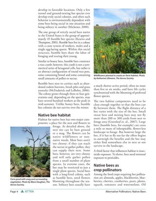 develop in favorable locations. Only a few
                         tunnel and ground-nesting bee species ever
                         develop truly social colonies, and often such
                         behavior is environmentally dependent with
                         some bees being social in one situation and
                         being solitary in another (Michener, 2000).
                         The one group of strictly social bees native
                         to the United States is the group of approxi-
                         mately 45 bumble bee species (Kearns and
                         Thompson, 2001). Bumble bees live in a colony
                         with a caste system of workers, males and a
                         single egg-laying queen. Within this social
                         structure, bumble bees share the labor of
                         foraging and rearing their young.
                         Similar to honey bees, bumble bees construct
                         a wax comb; however, this comb is not a sym-
                         metrical series of hexagonal cells, but rather is
                         an abstract conﬁguration of round wax pots,
                         some containing brood and some containing           Wildﬂowers planted to create on-farm habitat. Photo
                         small amounts of pollen or nectar.                  by Katharina Ullmann, The Xerces Society.

                         Bumble bees nest in cavities such as aban-
                         doned rodent burrows, brush piles and grass         a much shorter active period, often no more
                         tussocks (McFrederick and LeBuhn, 2006).            than ﬁve or six weeks, and have life cycles
                         The colony grows through three or four gen-         synchronized with the blooming of preferred
                         erations and, depending on the species, may         ﬂower species.
                         have several hundred workers at the peak in         The two habitat components need to be
                         mid-summer. Unlike honey bees, bumble               close enough together so that the bees can
                         bee colonies do not survive over the winter.        ﬂy between them. The ﬂ ight distance of a
                                                                             bee varies with the size of the bee. Small
                         Native bee habitat                                  sweat bees and mining bees may not ﬂy
                           Habitat for native bees has two major com-        more than 200 or 300 yards from nest to
                           ponents: a place for the nest and ﬂowers to       forage area (Greenleaf et. al., 2007). Large
                                       forage. As detailed above, the        bees (bumble bees, for example) can cross
                                       nest site can be bare ground          a mile or more of inhospitable, ﬂower-less
                                       or a snag. The ﬂowers can be          landscape to forage. But however large the
                                       native wildf lowers or non-           bee, if it has to ﬂy too far the eﬀort begins
                                       native weeds. Most bees aren’t        to outweigh the beneﬁts and the bee may
                                       too choosy; if they can reach         either ﬁ nd somewhere else to nest or not
                                       the nectar or gather pollen, they     survive in the landscape.
                                       can supply their nest. Some           A third factor that inﬂuences habitat is insec-
                                       bees, however, are very choosy        ticide exposure. To thrive, bees need minimal
                                       and will only gather pollen           exposure to pesticides.
                                       from a small number of plant
                                       species. In extreme cases, the
                                       bee may be restricted to just a
                                                                             Native bees as
                                       single plant species. Social bees     crop pollinators
                                       with a long-lived colony, such        Among the food crops requiring bee pollina-
Farm pond with snag and surrounding
                                       as bumble bees, need flowers          tion are almonds, apples, blackberries, blue-
vegetation. Photo by Mace Vaughan, The blooming throughout the sea-          berries, cherries, cranberries, pears, plums,
Xerces Society.                        son. Solitary bees usually have       squash, tomatoes and watermelons. Oil

Page 4       ATTRA                                                                      Alternative Pollinators: Native Bees
 