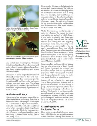 The reason for this increased eﬃciency is the
                                                    mason bee’s greater tolerance for cold and
                                                    wet weather. In addition, the foraging behav-
                                                    ior is diﬀerent in native bees than in honey
                                                    bees. For example, individual honey bee
                                                    workers specialize in the collection of either
                                                    pollen or nectar. Nectar-foraging honey bees
                                                    often never contact the anthers (pollen-pro-
                                                    ducing structures) in apples, unlike mason
                                                    bees that must collect both pollen and nec-
Yellow-faced bumble bee on raspberry ﬂower. Photo   tar (Bosch and Kemp, 2001).
by Mace Vaughan, The Xerces Society.
                                                    Alfalfa ﬂowers provide another example of
                                                    native bee eﬃciency. The stamen (the struc-
                                                    ture holding the anthers) of alfalfa ﬂowers
                                                    is held under tension by two flower pet-
                                                    als, and springs forward with force when


                                                                                                     M
                                                    released by a visiting bee. Th is triggering                  any
                                                    discourages many bees, including honey                        native
                                                    bees, who learn to avoid being hit by the sta-                bee
                                                    men by approaching the ﬂower from behind,        species are more
                                                    where they can gather nectar but not pollen.     eﬀective than honey
                                                    The alkali bee (Nomia melanderi), a native
                                                                                                     bees at pollinating
                                                    ground-nesting bee, is not discouraged by
Yellow-faced bumble bee approaching tomato ﬂower.   this unusual ﬂower structure and is a major      ﬂowers on a bee-for-
Photo by Mace Vaughan, The Xerces Society.          pollinator of alfalfa seed in some western       bee basis.
                                                    states (Mader et. al., 2010).
and biofuel crops requiring bee pollination
include canola and sunﬂower. Even meat and          Some native bees are highly eﬃcient because
dairy industries are dependent on bee pollina-      they specialize in one type of ﬂower. Squash
tion for the production of forage seed such as      bees (genus Peponapis), for example, pri-
alfalfa and clover.                                 marily visit ﬂowers from the squash family
                                                    (Tepedino, 1981). Female squash bees often
Producers of these crops should consider            start foraging before dawn and the males
the needs of native bees in their farm man-         even spend the night in squash ﬂowers.
agement because these insects may provide
increasing yields and farm proﬁt, and reduce        Another eﬃciency of native bees is the pro-
reliance on rented honey bees. Native bees          cess of buzz pollination. Bumble bees in
also provide an insurance policy if rental          particular are notable for their ability to
honey bees are prohibitively expensive or dif-      grasp a ﬂower and vigorously vibrate their
ﬁcult to obtain.                                    ﬂ ight muscles, releasing pollen from the
                                                    anthers. This behavior is very important for
                                                    some plants such as blueberries, cranberries,
Native bee ef f iciency                             tomatoes and peppers, all of which release
Many native bee species are more eﬀective           pollen from pores within the anthers (simi-
than honey bees at pollinating ﬂowers on a          lar to salt being shaken from a salt shaker)
bee-for-bee basis. For example, according to        (Mader et. al., 2010).
U. S. Department of Agriculture researchers,
only 250 female blue orchard bees (Osmia
lignaria) are required to eﬀectively pollinate
                                                    Assessing native bee
an acre of apples. The is the equivalent ser-       habitat on farms
vice of one to two honey bees hives, each           Many growers may already have an abun-
containing 15,000 to 20,000 workers (Bosch          dance of habitat for native pollinators on
and Kemp, 2001).                                    or near their land. Having semi-natural or
www.attra.ncat.org                                                                                   ATTRA        Page 5
 