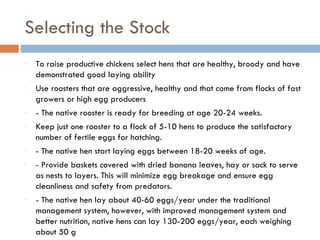Selecting the Stock To raise productive chickens select hens that are healthy, broody and have demonstrated good laying ability Use roosters that are aggressive, healthy and that come from flocks of fast growers or high egg producers - The native rooster is ready for breeding at age 20-24 weeks. Keep just one rooster to a flock of 5-10 hens to produce the satisfactory number of fertile eggs for hatching. - The native hen start laying eggs between 18-20 weeks of age. - Provide baskets covered with dried banana leaves, hay or sack to serve as nests to layers. This will minimize egg breakage and ensure egg cleanliness and safety from predators. - The native hen lay about 40-60 eggs/year under the traditional management system, however, with improved management system and better nutrition, native hens can lay 130-200 eggs/year, each weighing about 50 g 