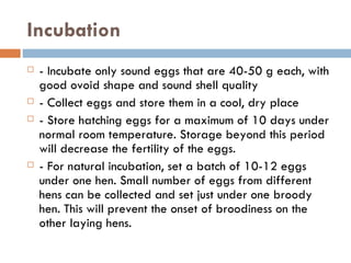 Incubation - Incubate only sound eggs that are 40-50 g each, with good ovoid shape and sound shell quality - Collect eggs and store them in a cool, dry place - Store hatching eggs for a maximum of 10 days under normal room temperature. Storage beyond this period will decrease the fertility of the eggs. - For natural incubation, set a batch of 10-12 eggs under one hen. Small number of eggs from different hens can be collected and set just under one broody hen. This will prevent the onset of broodiness on the other laying hens. 