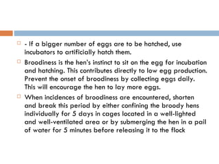 - If a bigger number of eggs are to be hatched, use incubators to artificially hatch them. Broodiness is the hen’s instinct to sit on the egg for incubation and hatching. This contributes directly to low egg production. Prevent the onset of broodiness by collecting eggs daily. This will encourage the hen to lay more eggs. When incidences of broodiness are encountered, shorten and break this period by either confining the broody hens individually for 5 days in cages located in a well-lighted and well-ventilated area or by submerging the hen in a pail of water for 5 minutes before releasing it to the flock 