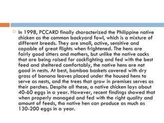 In 1998, PCCARD finally characterized the Philippine native chicken as the common backyard fowl, which is a mixture of different breeds. They are small, active, sensitive and capable of great flights when frightened. The hens are fairly good sitters and mothers, but unlike the native cocks that are being raised for cockfighting and fed with the best feed and sheltered comfortably, the native hens are not good in nests. At best, bamboo baskets covered with dry grass of banana leaves placed under the housed hens to serve as nests, and the trees that grow in premises serves as their perches. Despite all these, a native chicken lays about 40-60 eggs in a year. However, recent findings showed that when properly managed and fed with the right quality and amount of feeds, tha native hen can produce as much as 130-200 eggs in a year. 