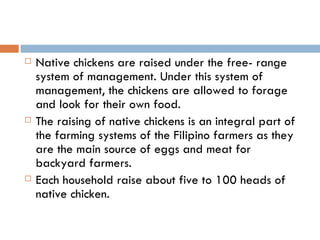 Native chickens are raised under the free- range system of management. Under this system of management, the chickens are allowed to forage and look for their own food. The raising of native chickens is an integral part of the farming systems of the Filipino farmers as they are the main source of eggs and meat for backyard farmers. Each household raise about five to 100 heads of native chicken. 