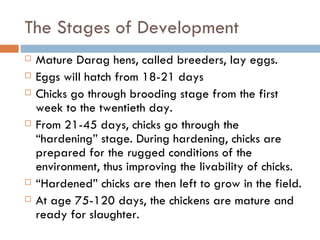 The Stages of Development Mature Darag hens, called breeders, lay eggs. Eggs will hatch from 18-21 days Chicks go through brooding stage from the first week to the twentieth day. From 21-45 days, chicks go through the “hardening” stage. During hardening, chicks are prepared for the rugged conditions of the environment, thus improving the livability of chicks. “ Hardened” chicks are then left to grow in the field. At age 75-120 days, the chickens are mature and ready for slaughter. 