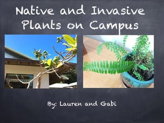 Native and Invasive 
Plants on Campus 
By: Lauren and Gabi 
 
