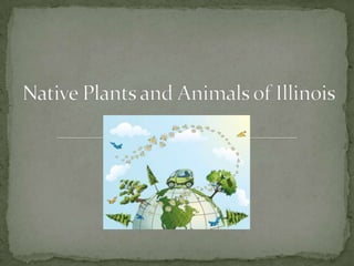 Native Plants and Animals of Illinois 