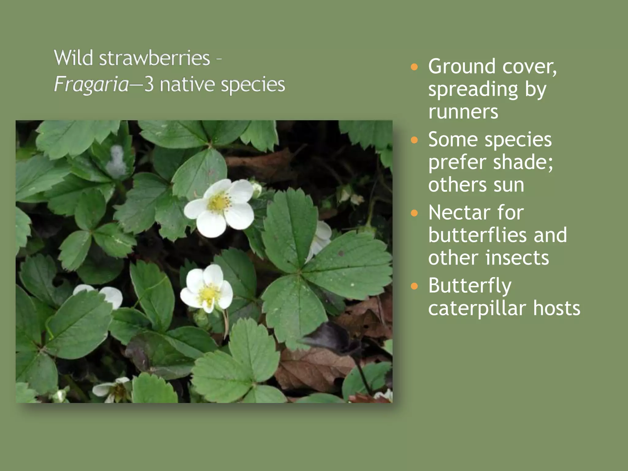 Native Plants For Oregon’S Willamette Valley | PPTX