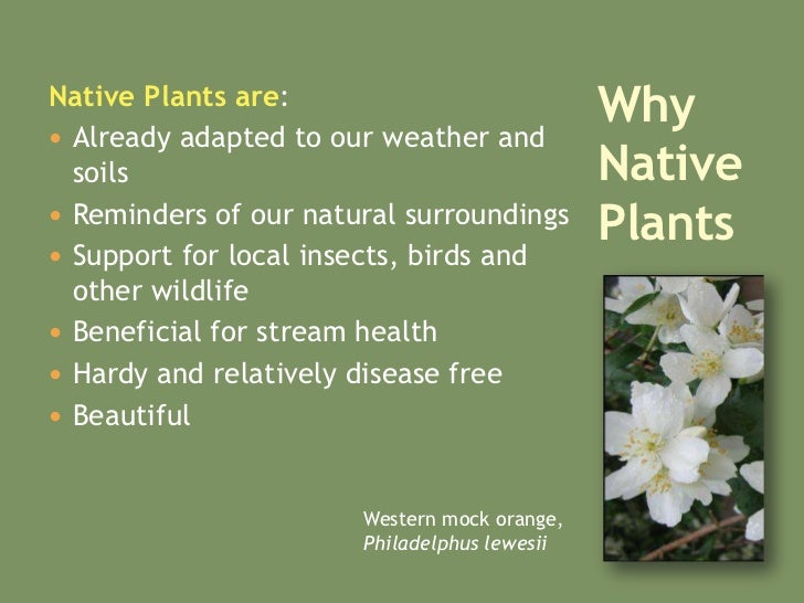 Native Plants For Oregon’S Willamette Valley