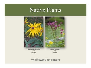 Native Plants<br />Sweet Black-Eyed Susan<br />3’-4’<br />Aug-Sept<br />Smooth Ironweed<br />3’-4’<br />Aug-Sept<br />Wild...