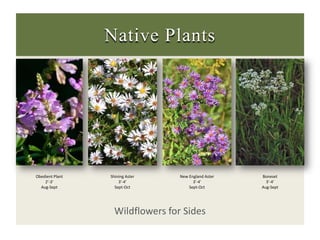Native Plants,[object Object],Shining Aster,[object Object],3’-4’,[object Object],Sept-Oct,[object Object],Obedient Plant,[object Object],2’-3’,[object Object],Aug-Sept,[object Object],New England Aster,[object Object],3’-4’,[object Object],Sept-Oct,[object Object],Boneset,[object Object],3’-4’,[object Object],Aug-Sept,[object Object],Wildflowers for Sides,[object Object]