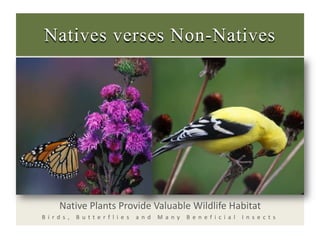 Natives verses Non-Natives,[object Object],Native Plants Provide Valuable Wildlife Habitat ,[object Object],Birds, Butterflies and Many Beneficial Insects ,[object Object]