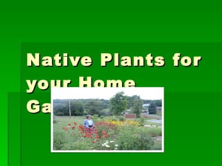 Native Plants for your Home Garden 