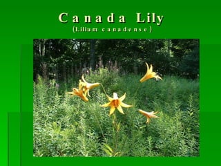 Lilly Native Native plants for your Home Garden | PPT