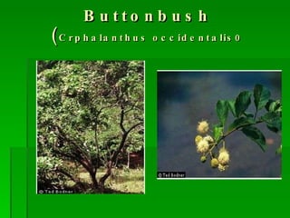 Buttonbush ( Crphalanthus occidentalis0 