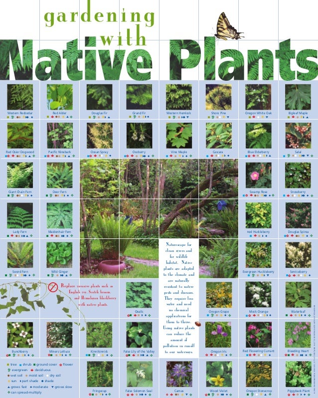 gardening with native plants seattle washington gardening with native plants seattle washington
