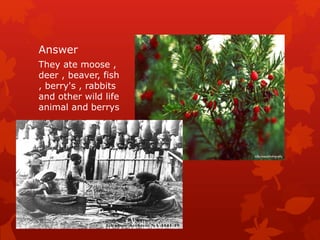 Answer
They ate moose ,
deer , beaver, fish
, berry's , rabbits
and other wild life
animal and berrys
 