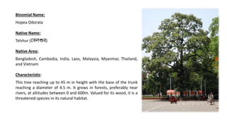 NATIVE TREES OF CARBON SEQUESTRATION POTENTIALITY FOR BANGLADESH | PPTX