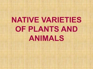 NATIVE VARIETIES
OF PLANTS AND
ANIMALS
 