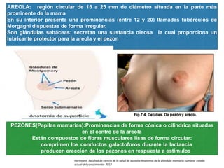 AREOLA: región circular de 15 a 25 mm de diámetro situada en la parte más
prominente de la mama
En su interior presenta una prominencias (entre 12 y 20) llamadas tubérculos de
Morgagni dispuestas de forma irregular.
Son glándulas sebáceas: secretan una sustancia oleosa la cual proporciona un
lubricante protector para la areola y el pezon
PEZÓNES(Papilas mamarias):Prominencias de forma cónica o cilíndrica situadas
en el centro de la areola
Están compuestos de fibras musculares lisas de forma circular:
comprimen los conductos galactoforos durante la lactancia
producen erección de los pezones en respuesta a estímulos
Hartmann, facultad de ciencia de la salud de austalia-Anatomia de la glándula mamaria humana: estado
actual del conocimiento- 2012
 