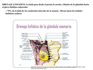 DRENAJE LINFATICO: La linfa pasa desde el pezon, la areola y lóbulos de la glándula hacia
el plexo linfático subareolar
> 75% de la linfa de los cuadrantes laterales de la mamas : Drena hacia los nódulos
linfáticos axilares
Hartmann, facultad de ciencia de la salud de austalia-Anatomia de la glándula mamaria humana: estado
actual del conocimiento- 2012
 
