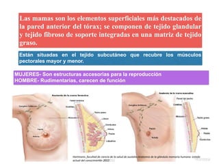 Las mamas son los elementos superficiales más destacados de
la pared anterior del tórax; se componen de tejido glandular
y tejido fibroso de soporte integradas en una matriz de tejido
graso.
Están situadas en el tejido subcutáneo que recubre los músculos
pectorales mayor y menor.
MUJERES- Son estructuras accesorias para la reproducción
HOMBRE- Rudimentarias, carecen de función
Hartmann, facultad de ciencia de la salud de austalia-Anatomia de la glándula mamaria humana: estado
actual del conocimiento- 2012
 
