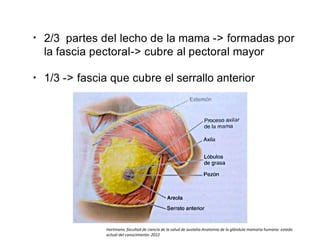 • 2/3 partes del lecho de la mama -> formadas por
la fascia pectoral-> cubre al pectoral mayor
• 1/3 -> fascia que cubre el serrallo anterior
Hartmann, facultad de ciencia de la salud de austalia-Anatomia de la glándula mamaria humana: estado
actual del conocimiento- 2012
 