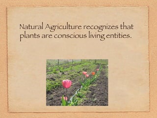 Natural Agriculture recognizes that plants are conscious living entities. 