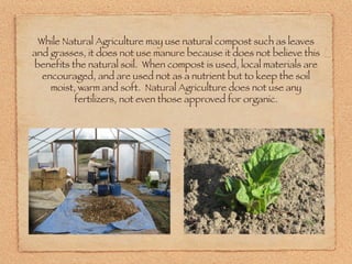 While Natural Agriculture may use natural compost such as leaves and grasses, it does not use manure because it does not believe this benefits the natural soil.  When compost is used, local materials are encouraged, and are used not as a nutrient but to keep the soil moist, warm and soft.  Natural Agriculture does not use any fertilizers, not even those approved for organic. 