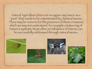Natural Agriculture does not recognize any insect as a “pest” that needs to be exterminated by chemical means. There may be reasons for the presence of these creatures which we may not understand, for example a balancing of Nature’s systems. Most often an imbalance of insects can be successfully addressed through natural means. 