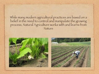 While many modern agricultural practices are based on a belief in the need to control and manipulate the growing process, Natural Agriculture works with and learns from Nature 