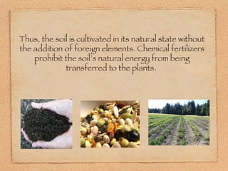 Thus, the soil is cultivated in its natural state without the addition of foreign elements. Chemical fertilizers prohibit the soil’s natural energy from being transferred to the plants.  