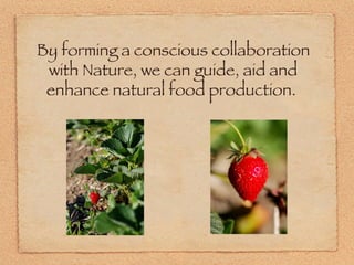 By forming a conscious collaboration with Nature, we can guide, aid and enhance natural food production.   