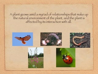 A plant grows amid a myriad of relationships that make up the natural environment of the plant, and the plant is affected by its interaction with all.  