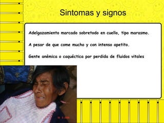 Sintomas y signos
Adelgazamiento marcado sobretodo en cuello, tipo marasmo.
A pesar de que come mucho y con intenso apetito.
Gente anémica o caquéctica por perdida de fluidos vitales
 