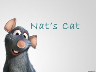 Nat’s Cat 
