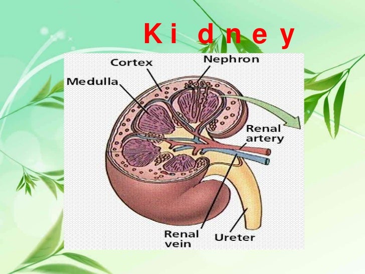 THE EXCRETORY SYSTEM