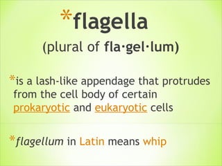 *flagella  
(plural of fla·gel·lum)
*is a lash-like appendage that protrudes
from the cell body of certain 
prokaryotic and eukaryotic cells
*flagellum in Latin means whip
 